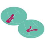 Sync Sensation Vibrator